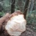 野生白肉土茯苓