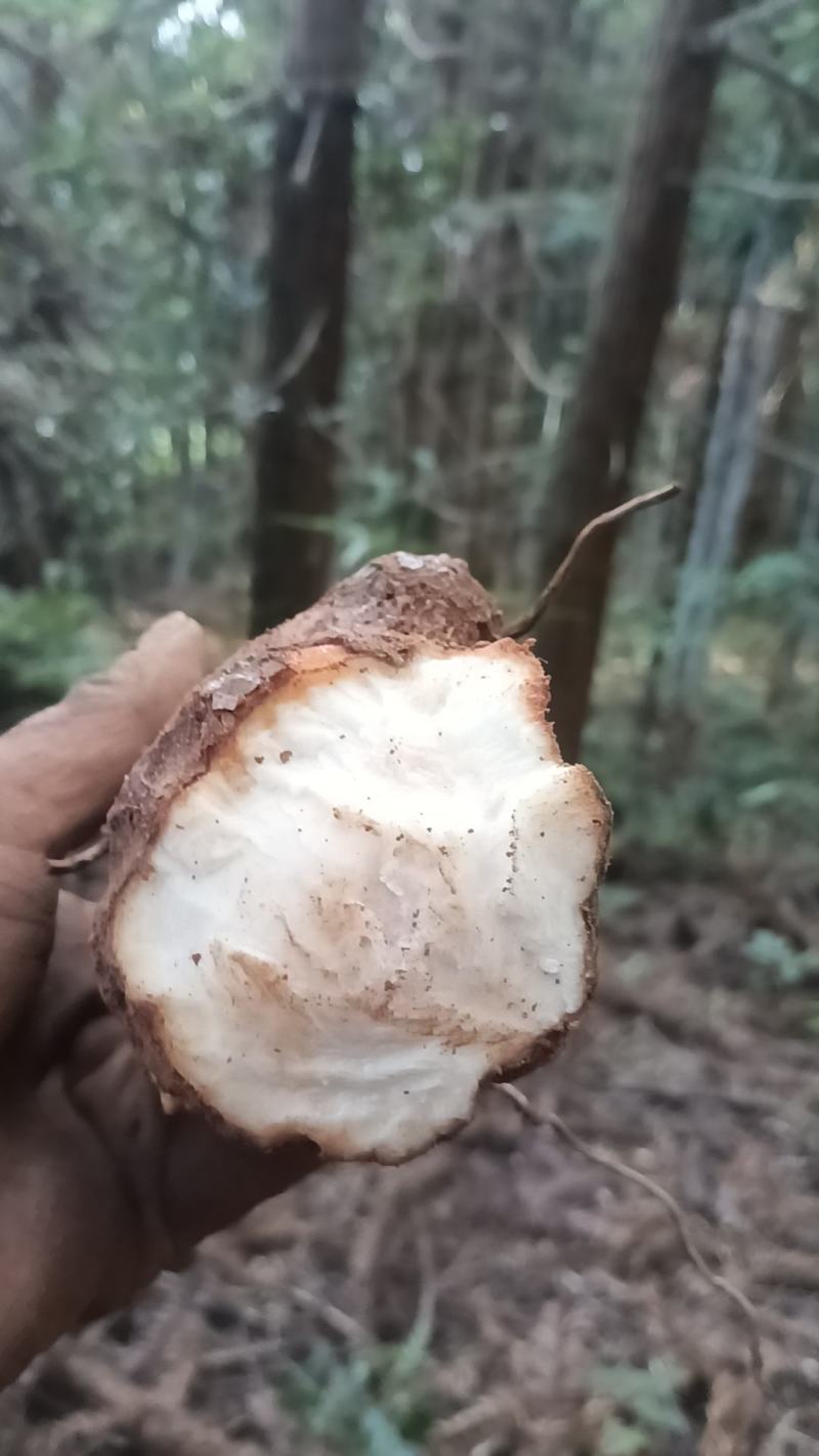 野生白肉土茯苓