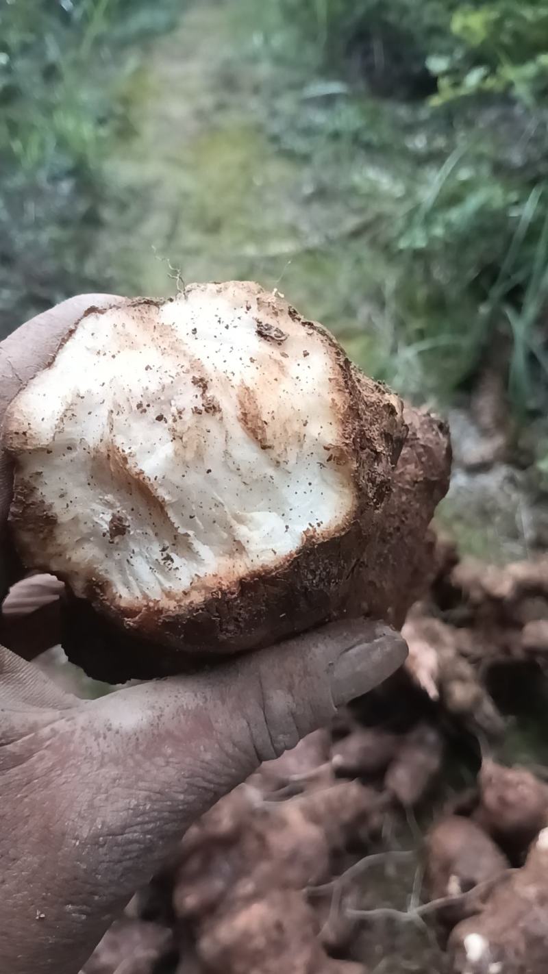 野生白肉土茯苓