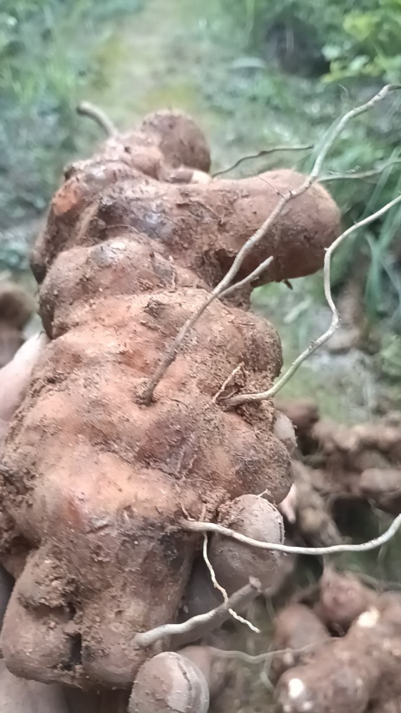野生白肉土茯苓