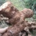 野生白肉土茯苓