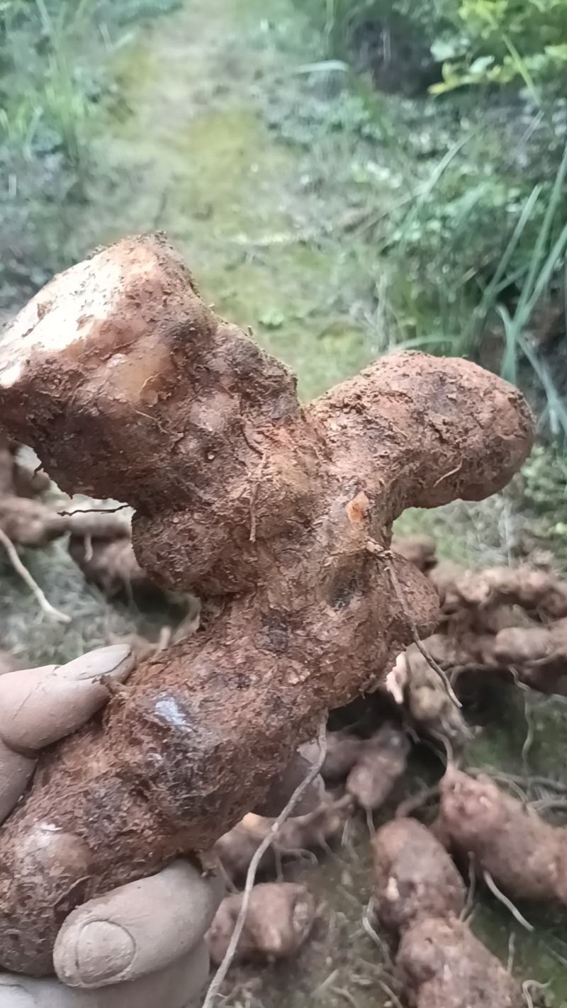 野生白肉土茯苓