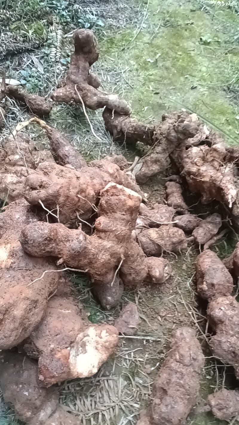 野生白肉土茯苓