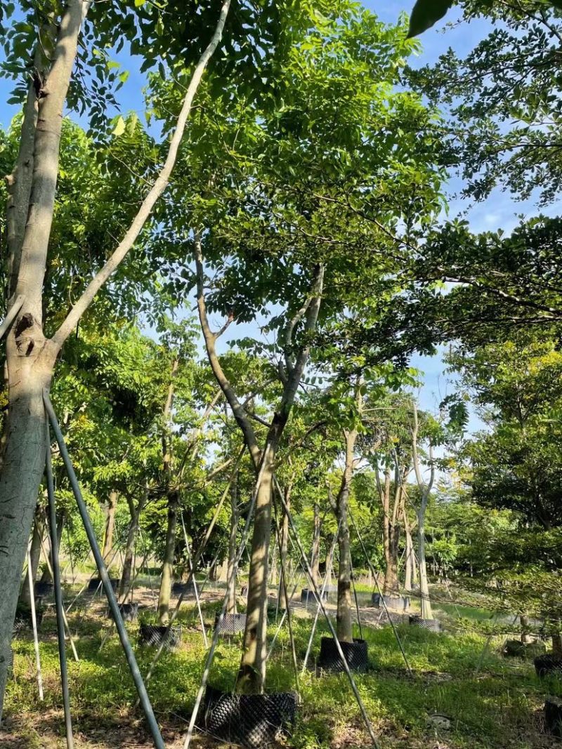腊肠树