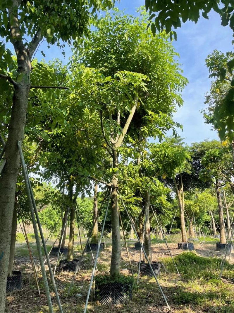 腊肠树