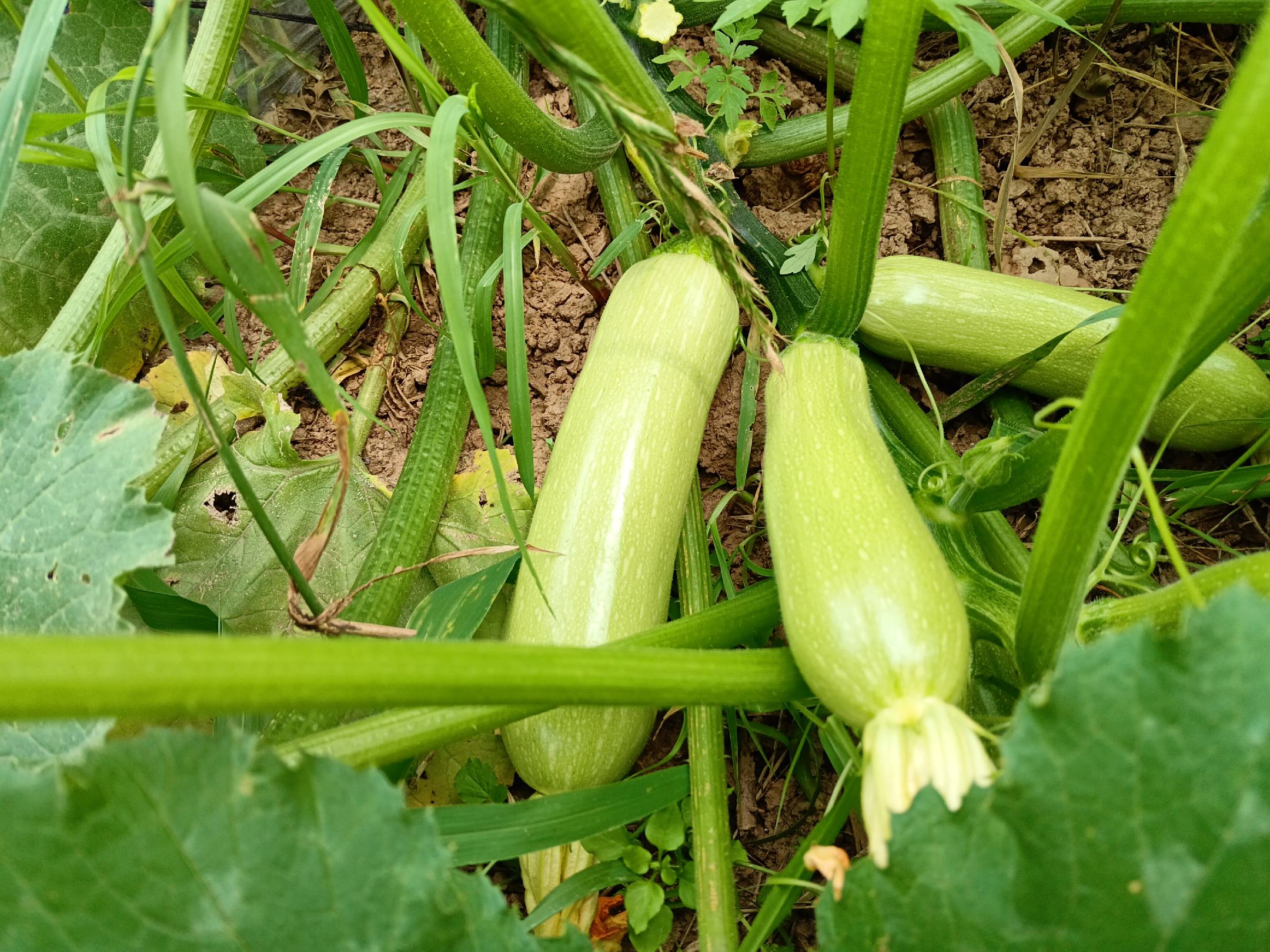 展示几种不同颜色的西葫芦,包括浅绿、翠绿和深绿色品种 西葫芦的不同颜色表现