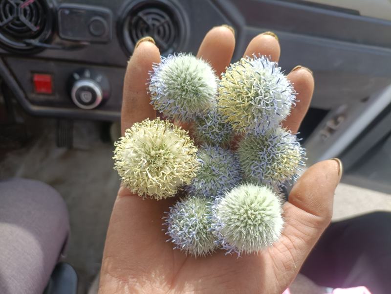 沙漠之花蓝刺杆花球诱人，色泽美！沙漠中的美景。