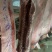 猪肉三元长白边肉广西本猪肉批发现货销售