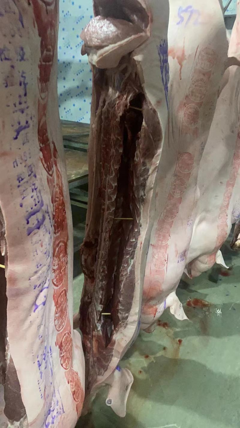 猪肉三元长白边肉广西本猪肉批发现货销售