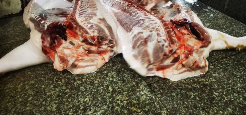 猪肉三元长白边肉广西本猪肉批发现货销售