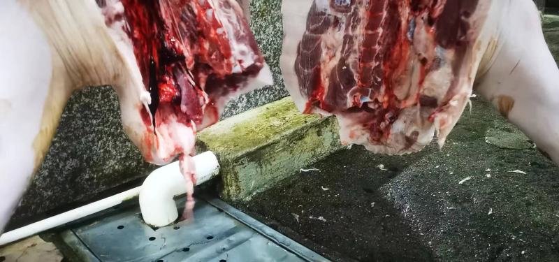 猪肉三元长白边肉广西本猪肉批发现货销售