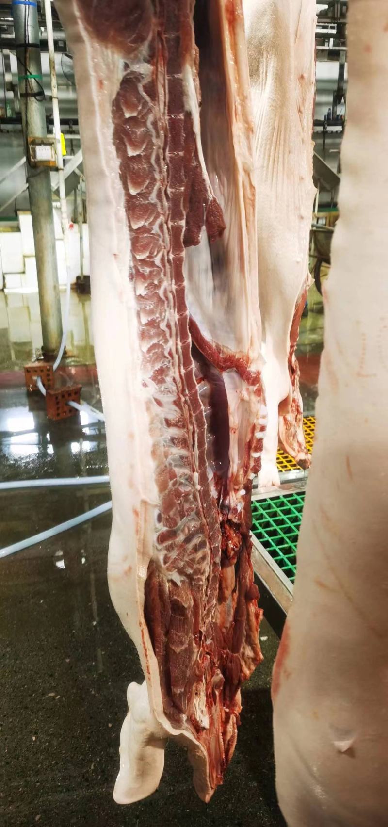 猪肉三元长白边肉广西本猪肉批发现货销售