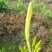 安徽黄花菜，金针菜，鲜菜