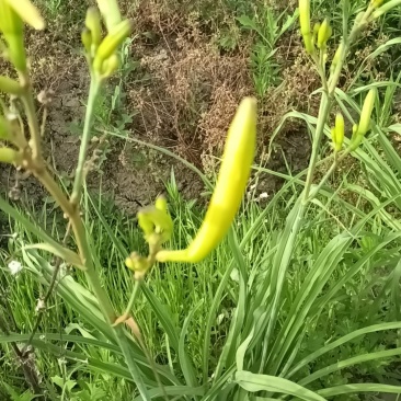 安徽黄花菜，金针菜，鲜菜