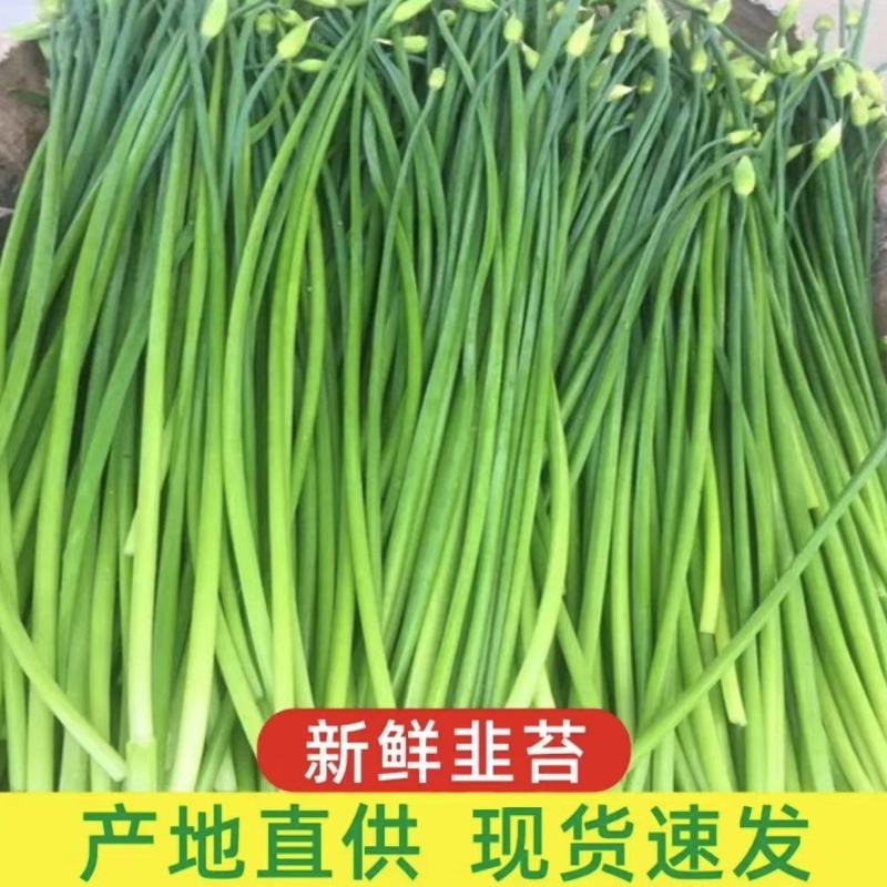 优质【韮苔】现摘现发量大从优，货源稳定，优质货源欢迎咨询