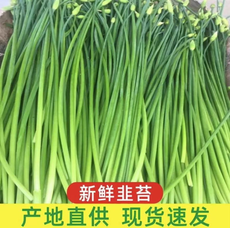 优质【韮苔】现摘现发量大从优，货源稳定，优质货源欢迎咨询
