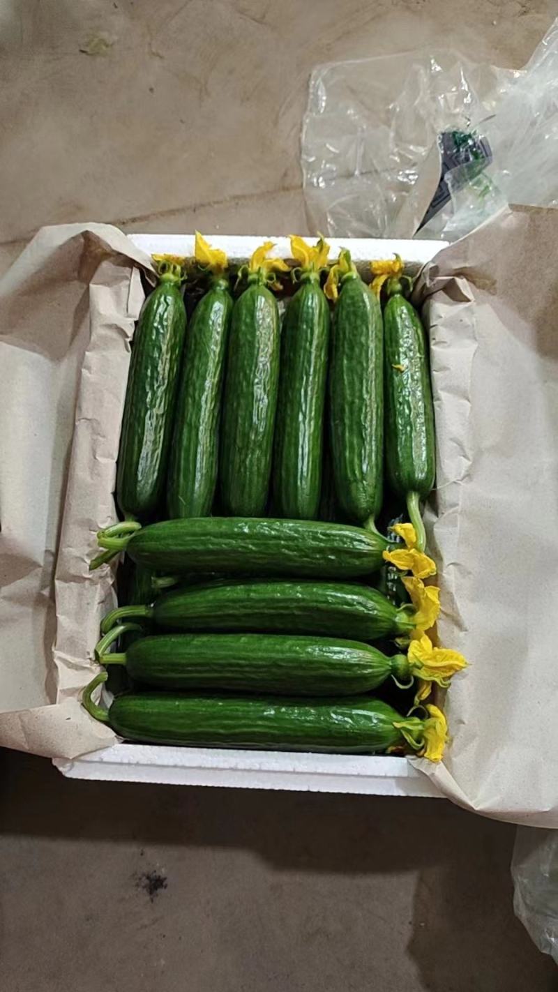 精品【小黄瓜】对接电商市场商超等各类客户欢迎咨询