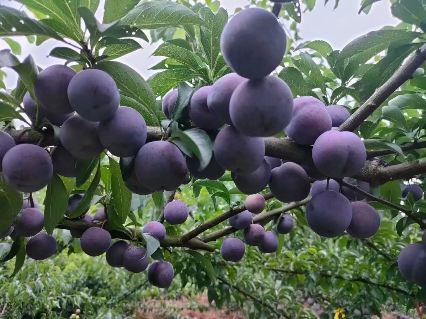 鹰红果园实景图