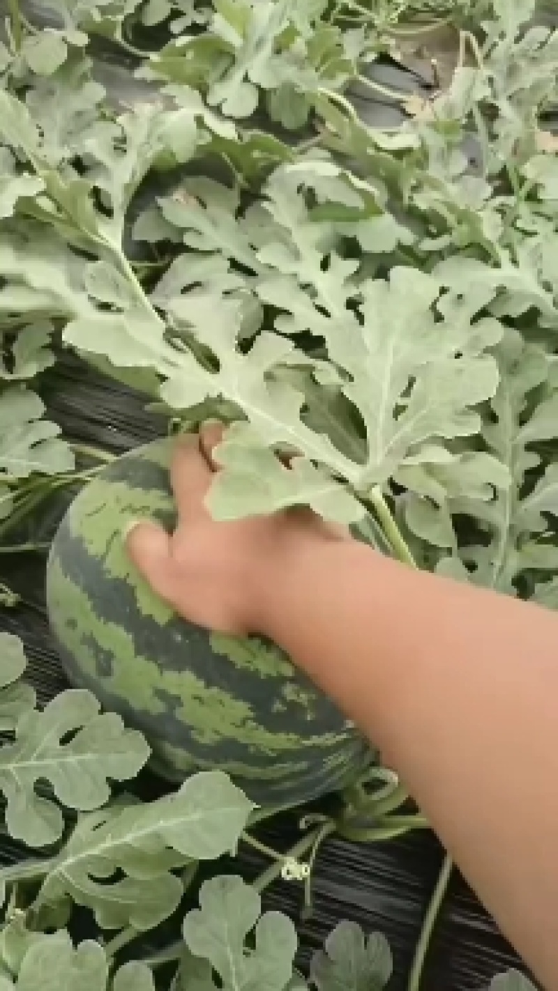 甜王西瓜