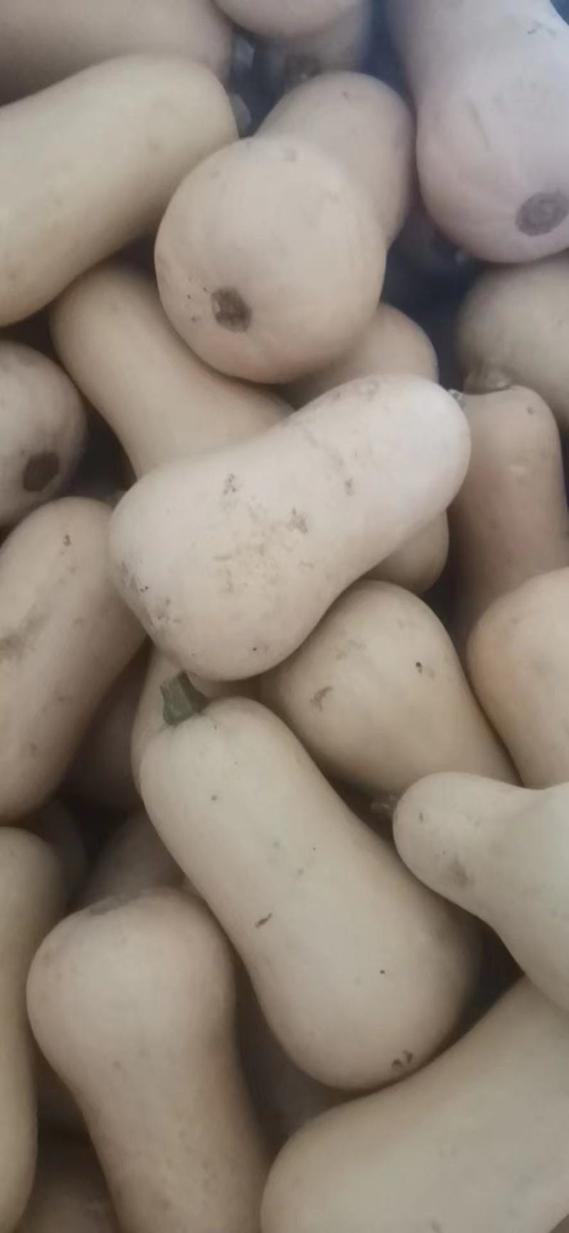 陕西奶油南瓜，货量充足口感甜面，适合市场，加工厂