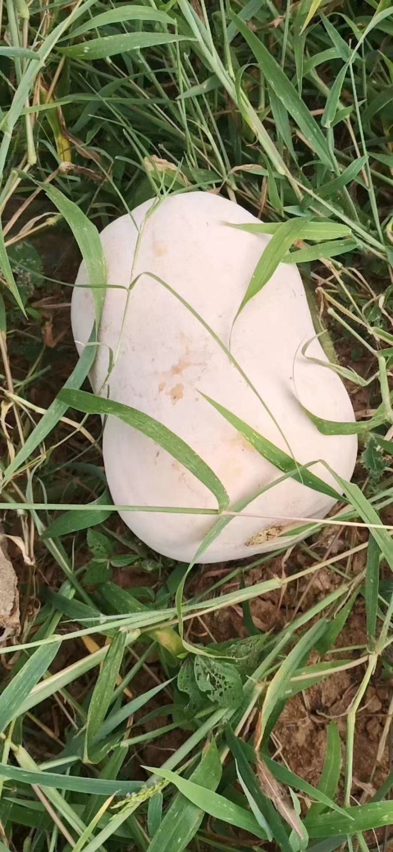 陕西奶油南瓜，货量充足口感甜面，适合市场，加工厂