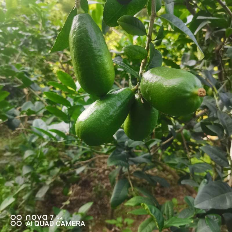 香水柠檬