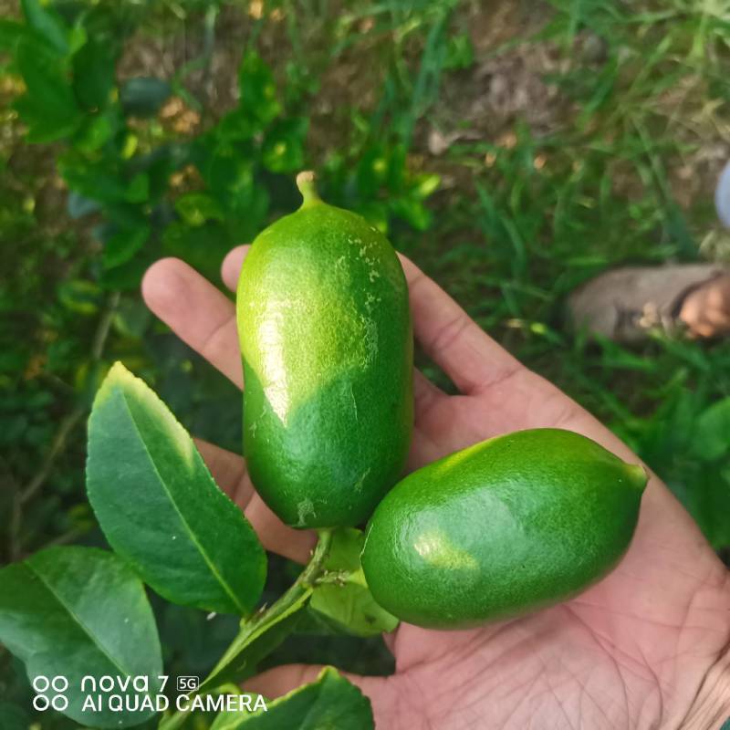 香水柠檬
