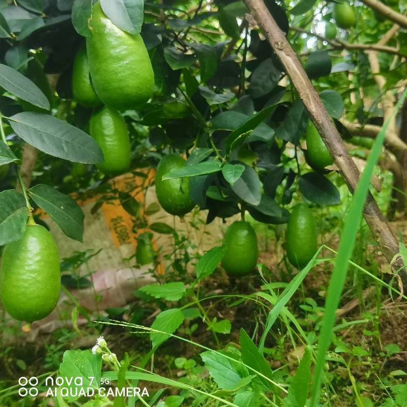 香水柠檬