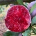 芙蓉李wan伍贰零壹叁壹肆zfm