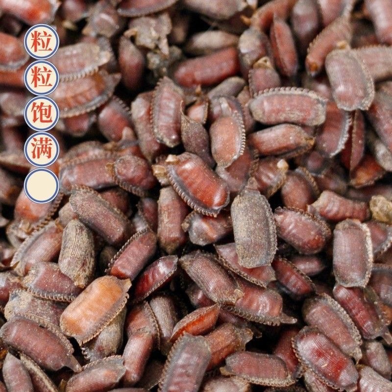 土元养殖土元苗土元卵优质新鲜地鳖虫卵提供技术包回收