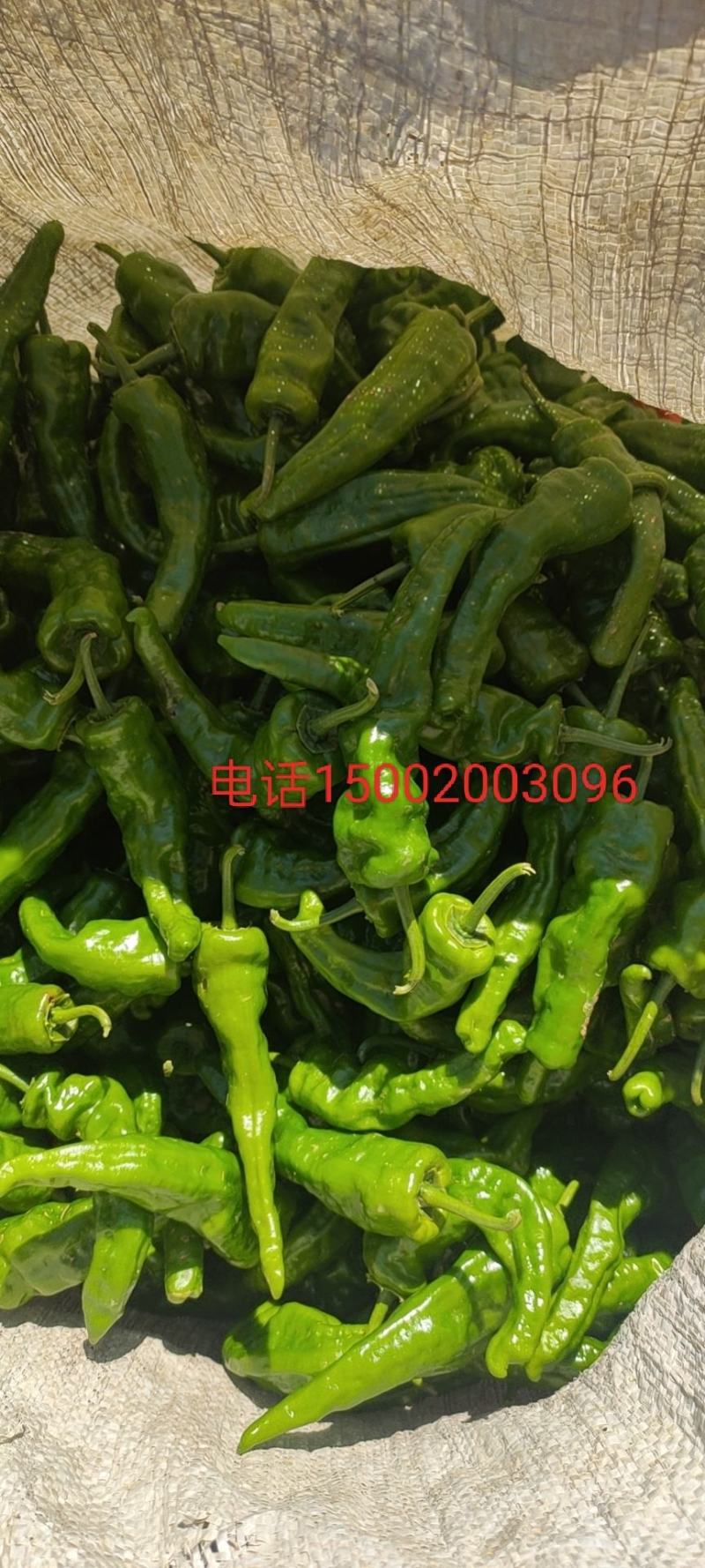 湖南本地辣椒，皮薄肉脆，无论是做泡椒还是酒店都是上品好货