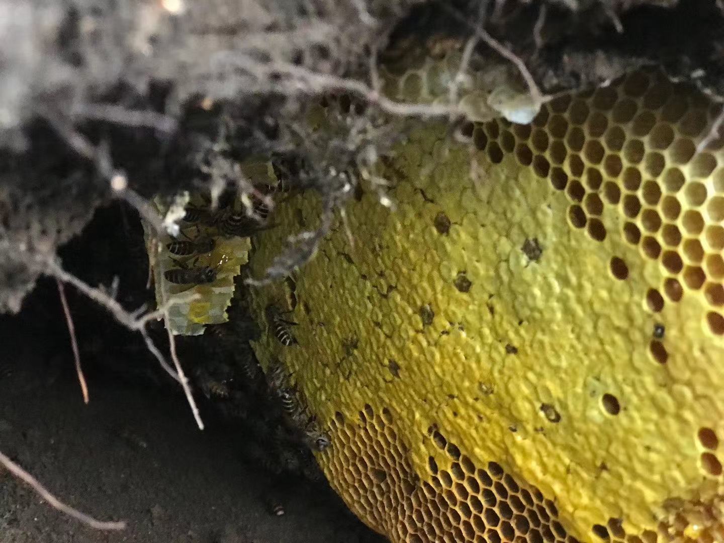 云南高黎贡山北段海拔2400米处,中华蜜蜂在天然石灰岩裂缝中营建的野生蜂巢。蜂巢呈不规则垂挂状,表面覆盖灰绿色苔藓与地衣,巢脾呈深琥珀色,可见清晰六边形巢房结构及少量封盖蜜盖。背景为云雾缭绕的冷杉-杜鹃混交林,体现无农药、无干扰的原始生境 高黎贡山原始森林中悬挂于悬崖岩缝的中华蜜蜂野生蜂巢实景