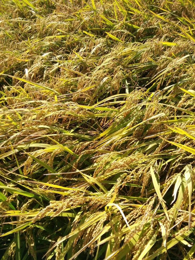 大量元素水溶肥叶面肥冲施肥高钾型促早熟增产悬浮剂