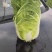 黄心白菜马上大量上市