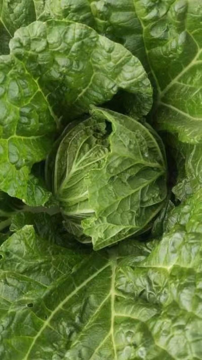 黄心白菜马上大量上市