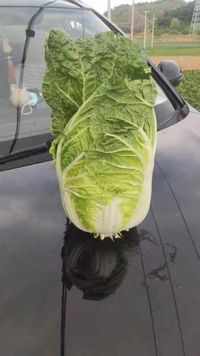 黄心白菜马上大量上市