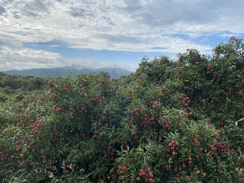 广东高州根子镇百年黑叶荔枝古树林航拍全景