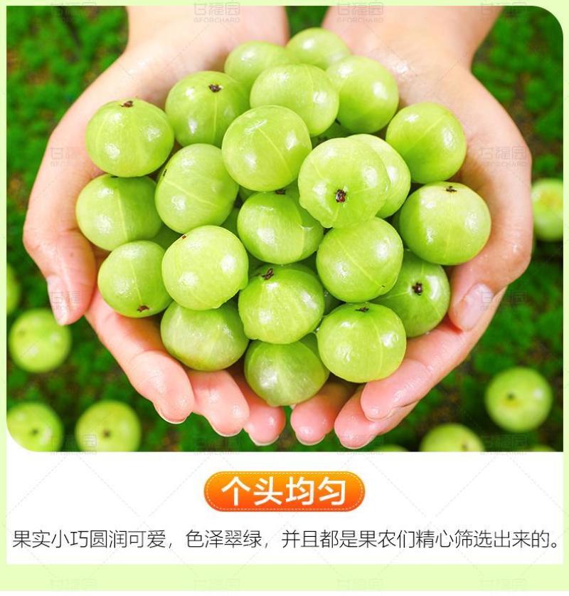 现摘现发广西平南大玉余甘果，专用电商、工厂、零售等等