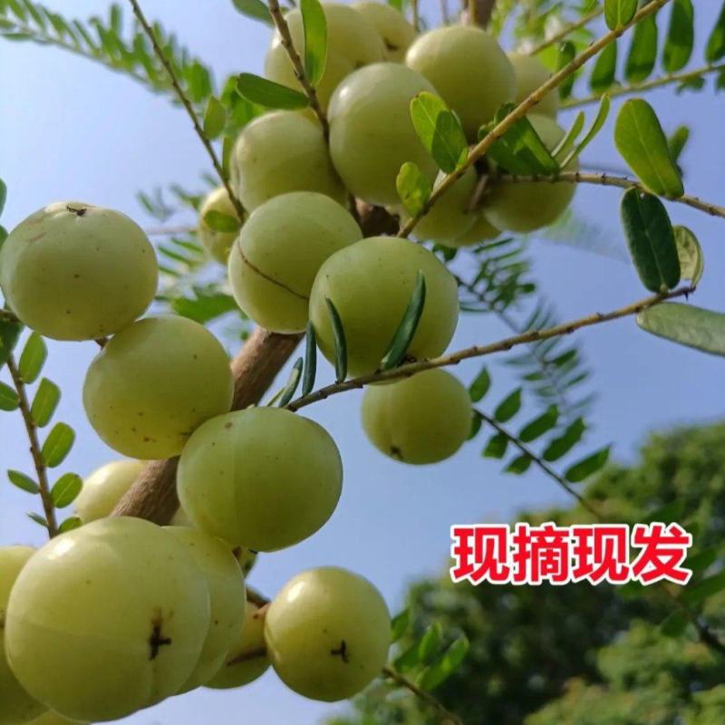 现摘现发广西平南大玉余甘果，专用电商、工厂、零售等等