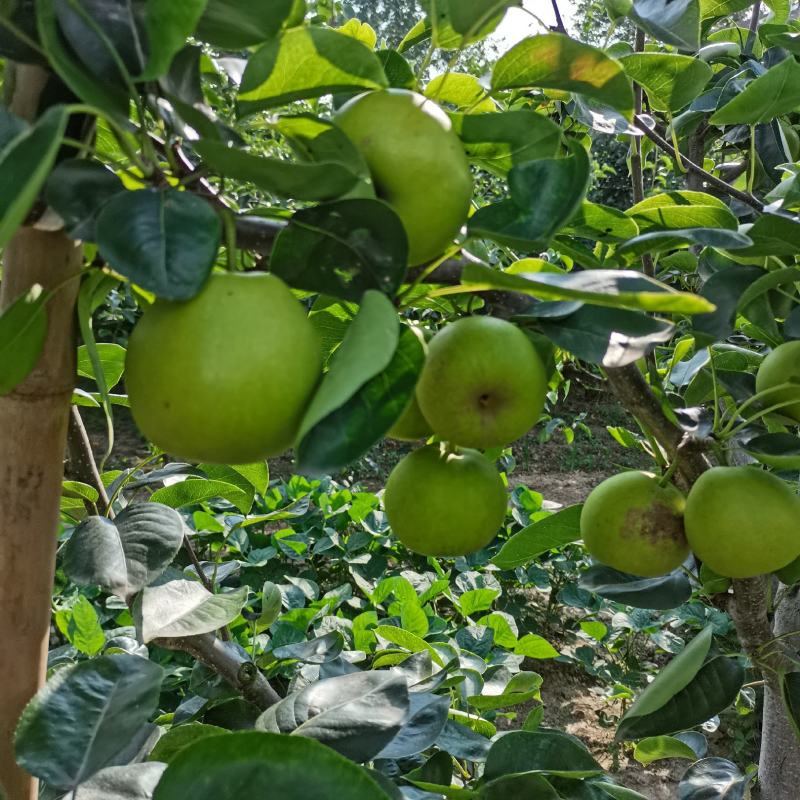 苏脆一号，早熟，湖北沙梨基地直供