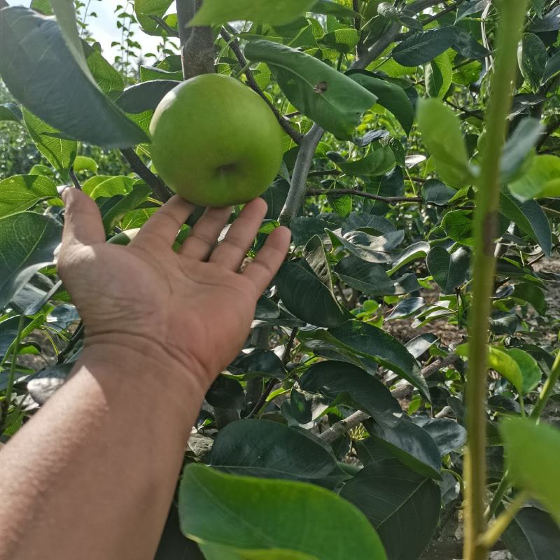苏脆一号，早熟，湖北沙梨基地直供