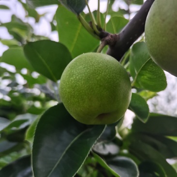 苏脆一号，早熟，湖北沙梨基地直供
