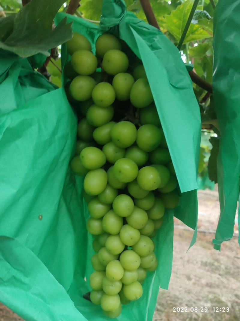 湖南澧县阳光玫瑰产地直供，大量现货