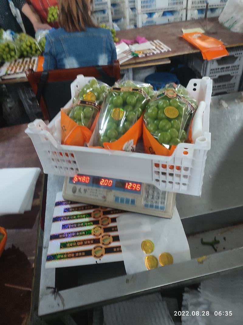 湖南澧县阳光玫瑰产地直供，大量现货