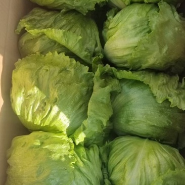 西生菜球形生菜