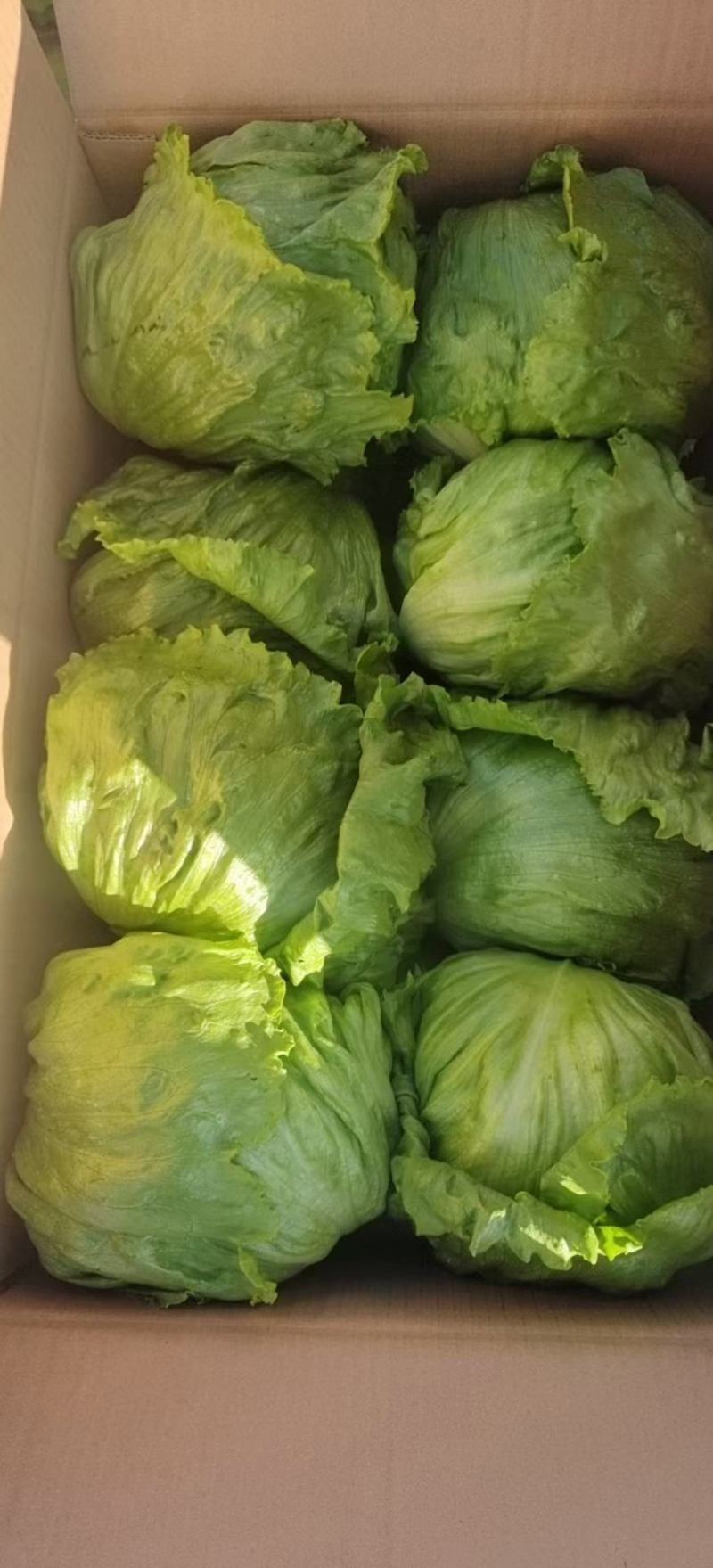 西生菜球形生菜