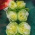西生菜球形生菜