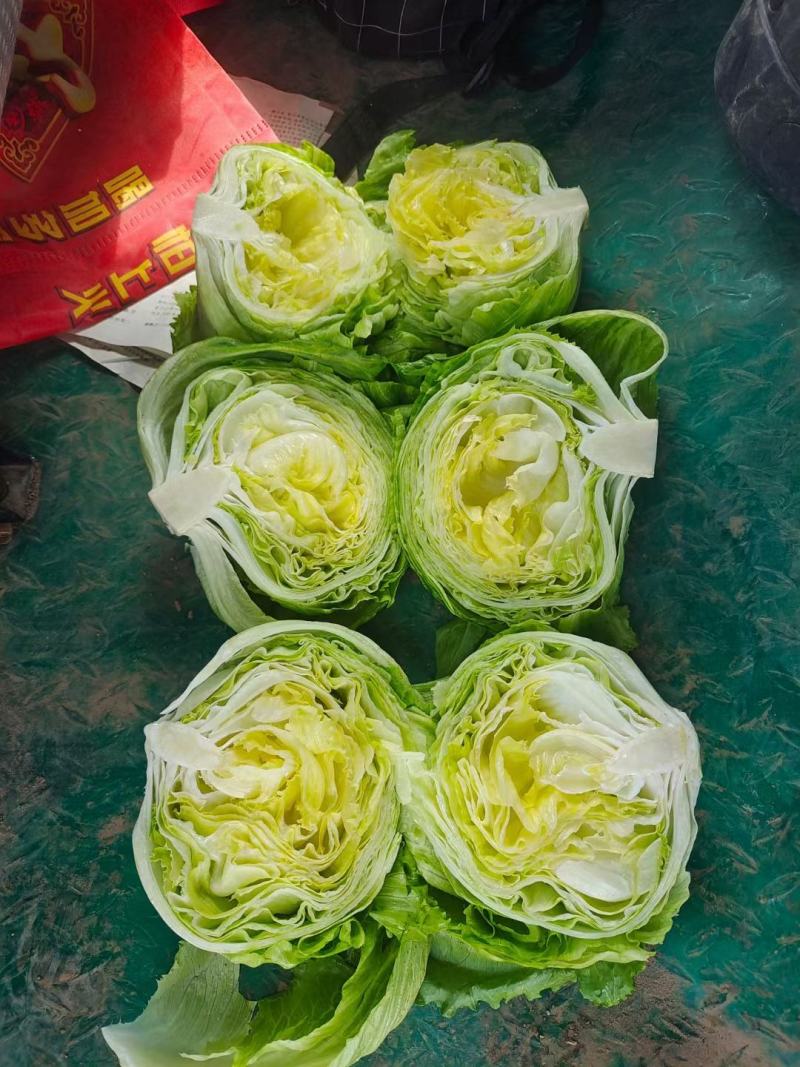 西生菜球形生菜