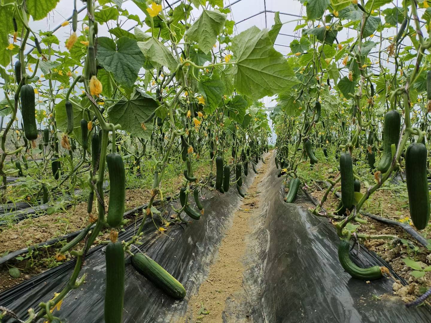 旱黄瓜种植实景图