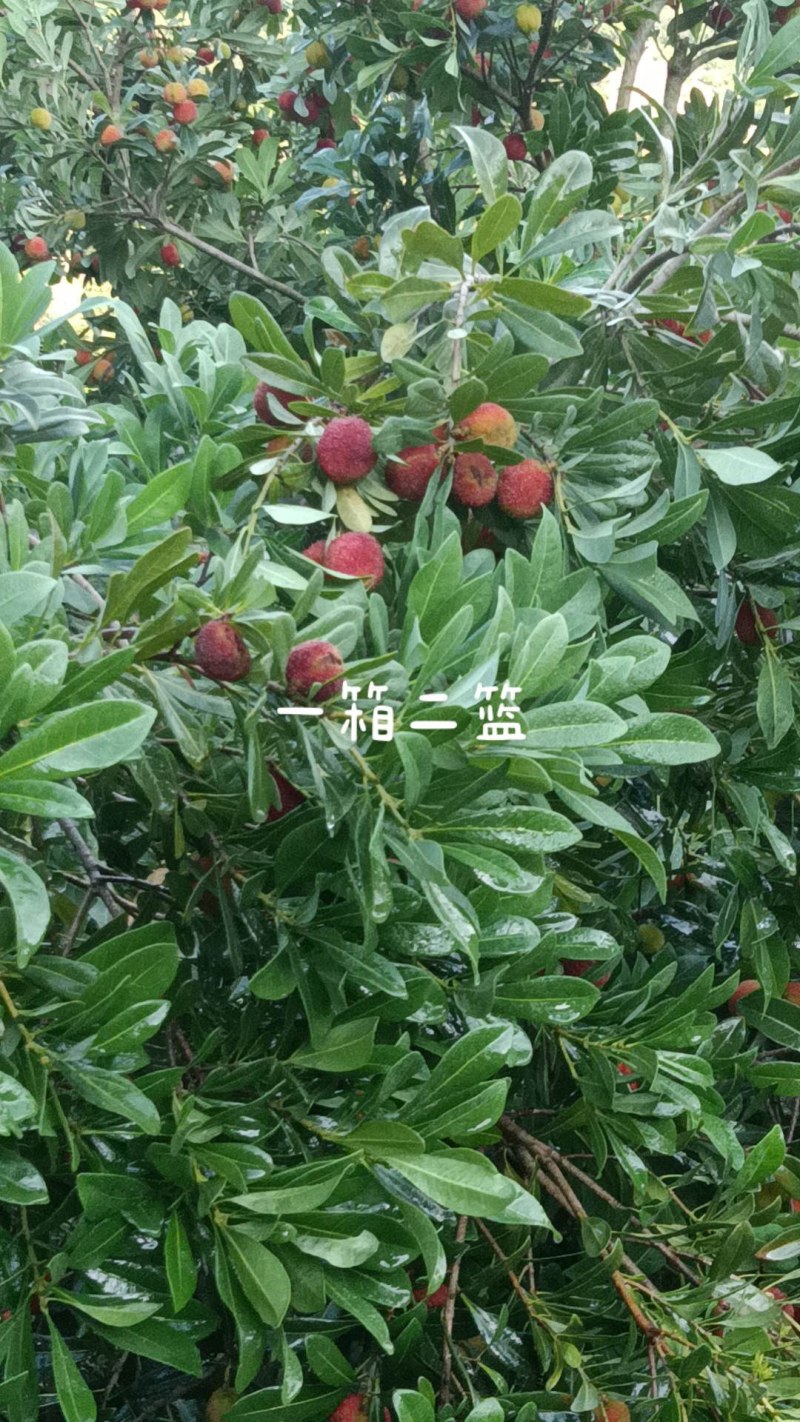 仙居东魁杨梅